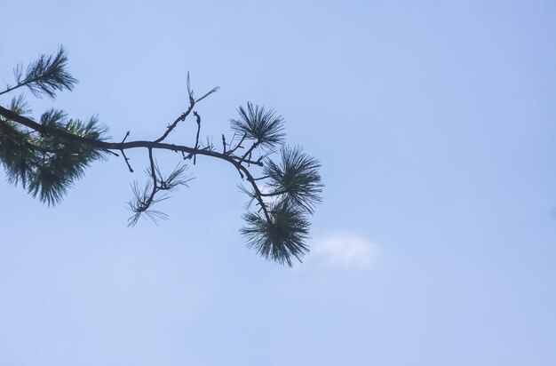 Ramas de abeto en el parque de verano