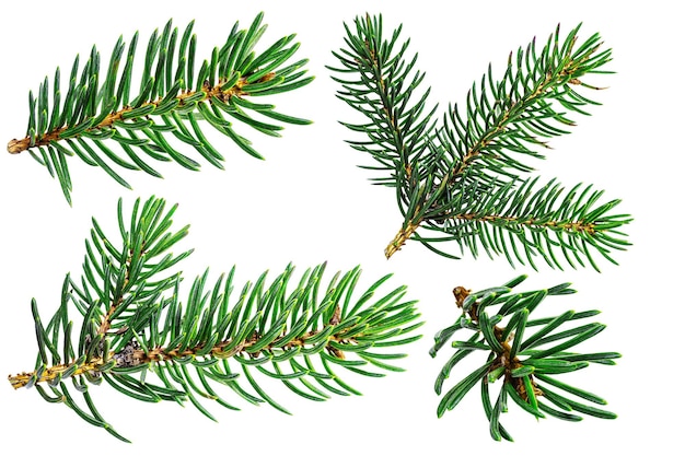 Foto ramas de abeto primer plano fondo aislado elementos de navidad y año nuevo para el diseño