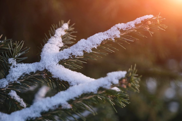 Ramas de abeto rociadas con puesta de sol de fondo de nieve