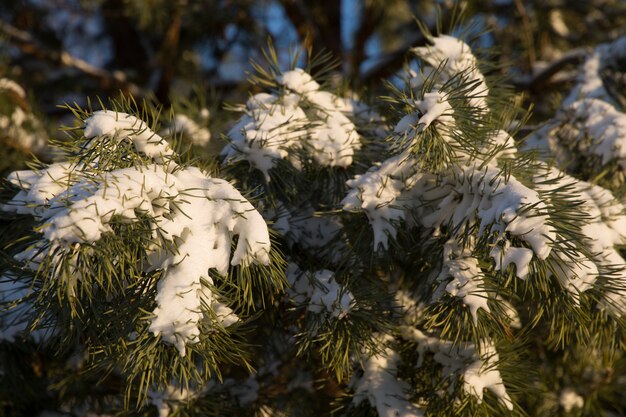 ramas de abeto sembradas con la primera nieve