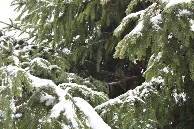 Ramas de abeto verde en la nieve.