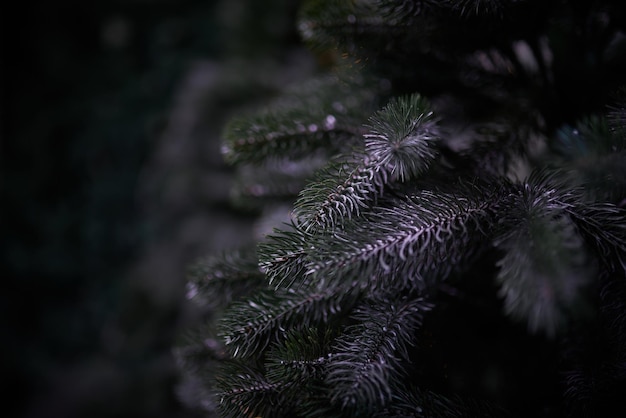 Ramas de abeto verde sobre fondo oscuro