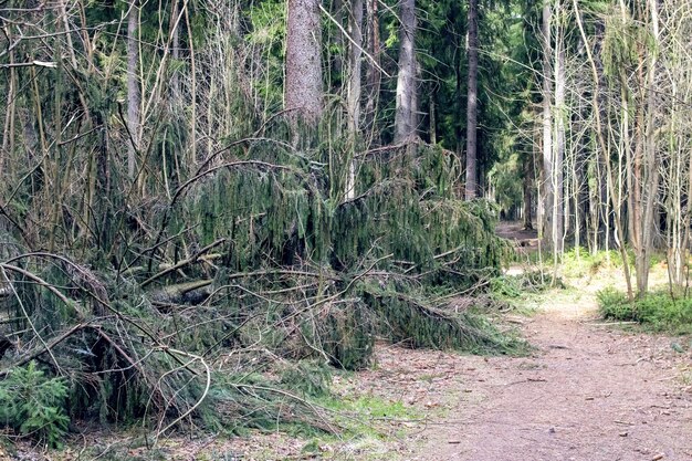 Ramas de abeto yacen en el suelo en el bosque