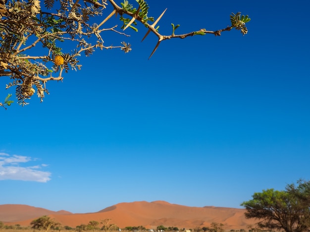 Foto ramas de acacia con flor amarilla y larga espina afilada frente a la duna de arena del desierto