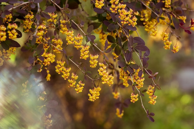 Ramas de agracejo con flores amarillas closeup