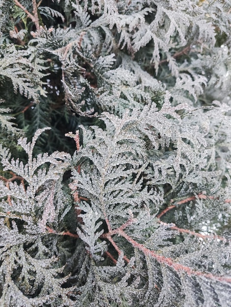 Las ramas de las agujas están cubiertas de hielo fino en invierno con escarcha