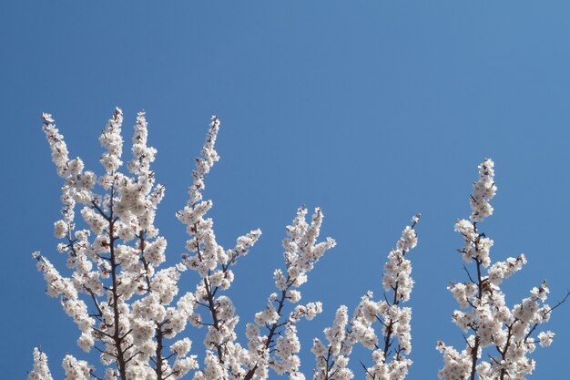 Ramas de un albaricoque en flor sobre un fondo de cielo azul