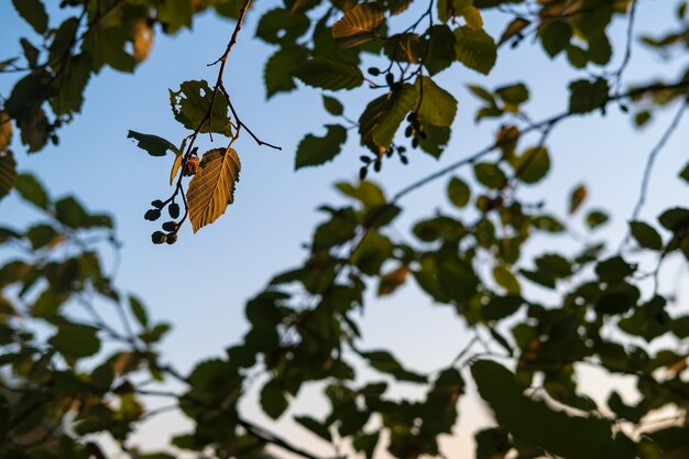 Ramas de aliso con hojas verdes y nueces contra un cielo azul en los rayos del sol poniente