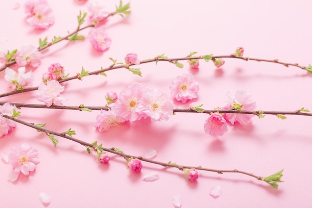 Ramas de almendras en flor sobre fondo rosa