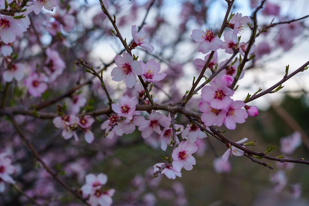 Ramas de almendro con flores blancas y fondo desenfocado en primavera