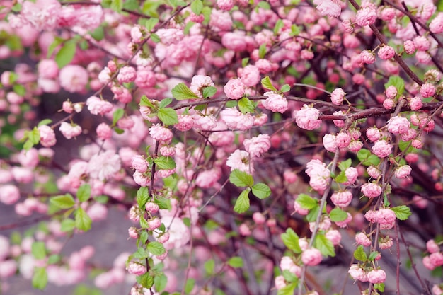 Foto ramas de almendro florido con flores rosas primavera