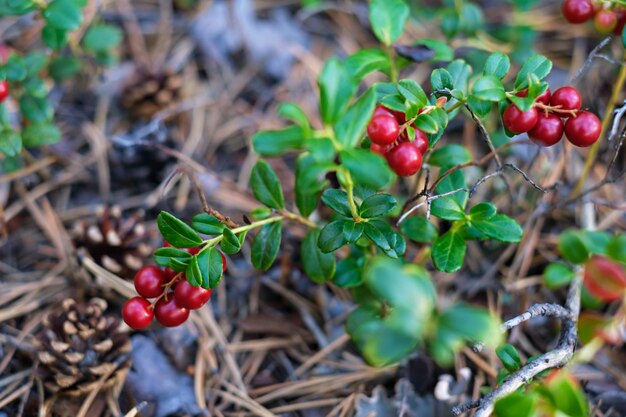 ramas de arándano rojo que crecen en el bosque de cerca