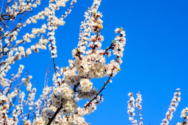 Ramas del árbol de albaricoque floreciente contra el cielo azul