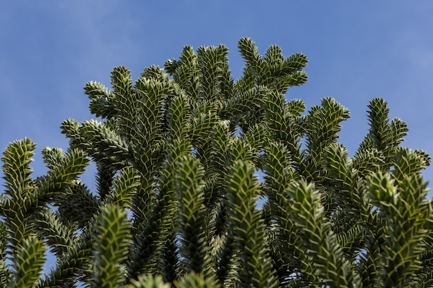 Ramas del árbol de araucaria contra el cielo