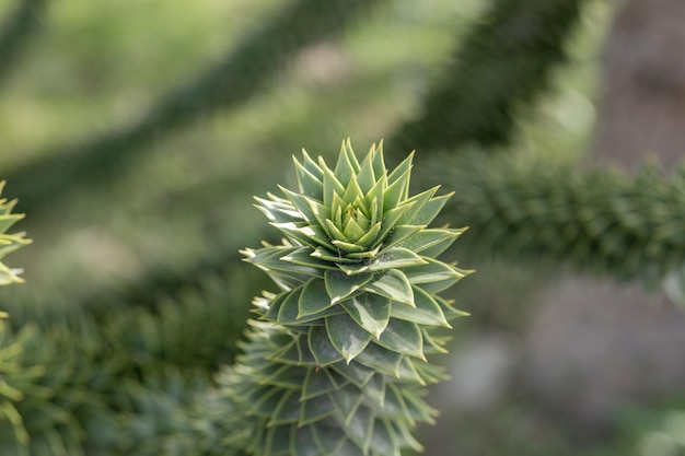 Ramas del árbol de araucaria contra el cielo