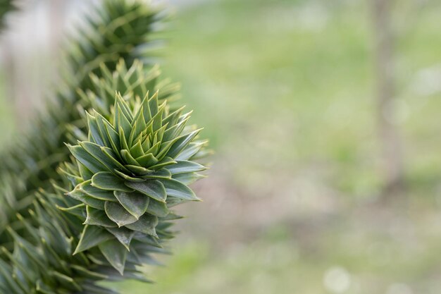 Ramas del árbol de araucaria contra el cielo