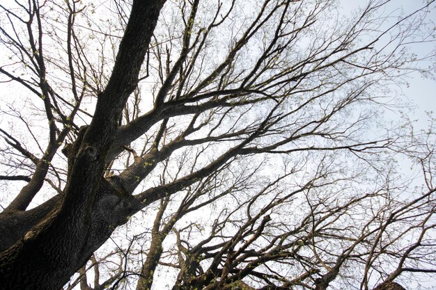 ramas del árbol hacia el cielo