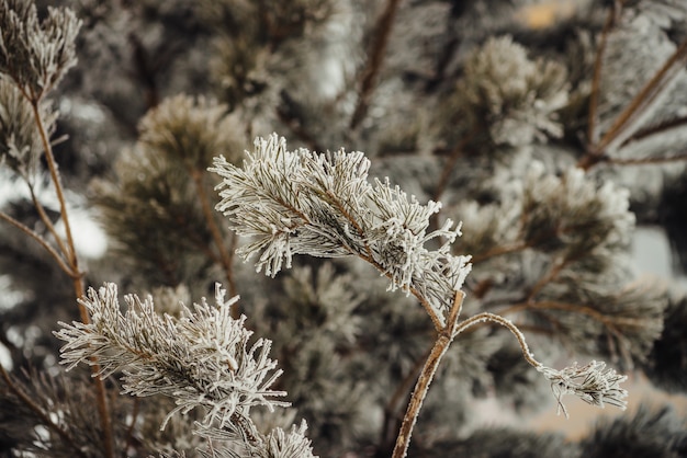 Las ramas del árbol de coníferas cubiertas de nieve.