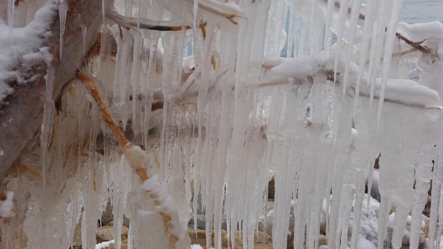 Las ramas de un árbol cubierto de hielo espeso en medio de un invierno helado