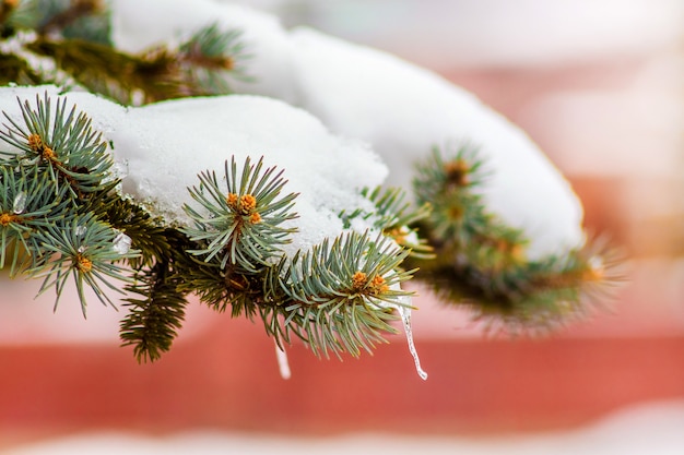 Las ramas del árbol están cubiertas con una gruesa capa de nieve.