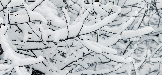 Las ramas del árbol están cubiertas con una gruesa capa de nieve_