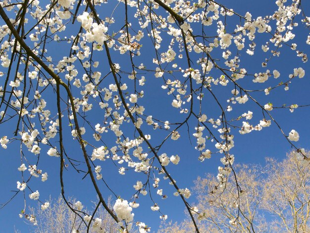 ramas de un árbol floreciendo con flores blancas contra un cielo azul sin nubes en un día soleado
