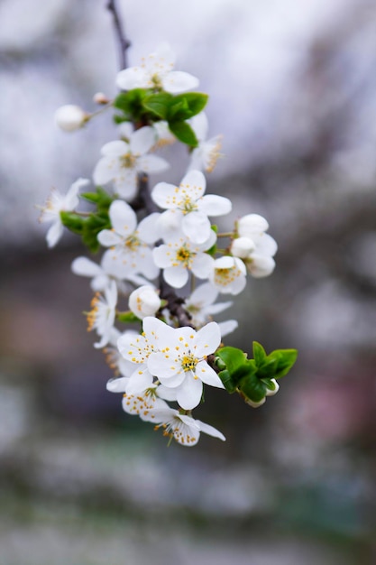 Ramas de un árbol floreciente contra el cielo flores de cerezo