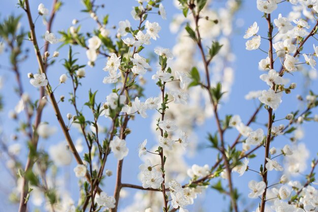 ramas de un árbol floreciente contra el cielo