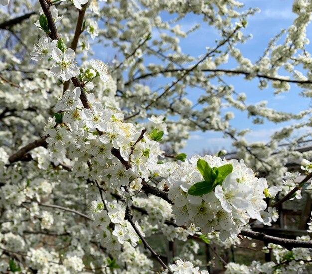 Ramas de un árbol frutal de jardín con abundantes flores