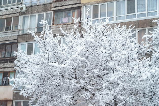 Las ramas de un árbol grande están cubiertas de nieve contra el fondo de un edificio de varios pisos