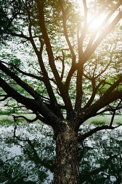 Ramas de un árbol grande y reflejo del lago con luz en la noche