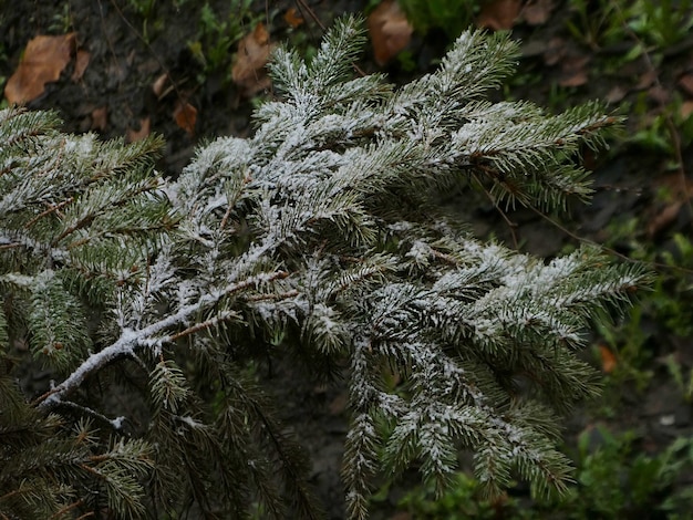 Foto ramas de un árbol de hoja perenne de invierno cubierto de nieve