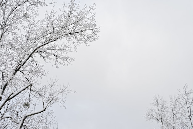 Ramas de árbol de invierno con marco de nieve, espacio de copia sobre fondo de cielo gris