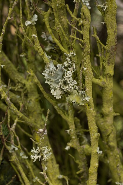 Ramas de árbol con liquen