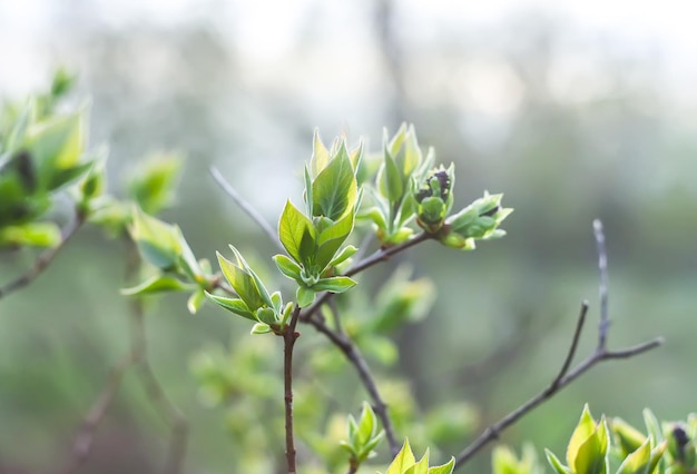 Ramas de un árbol a la luz del sol, fondo de naturaleza de primavera verde natural.