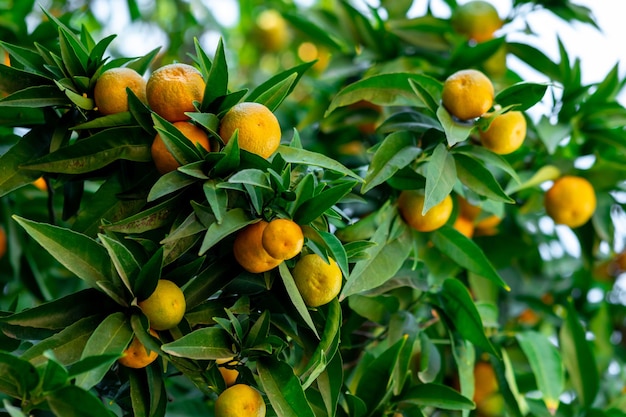 Ramas de un árbol de mandarina con primeros planos de frutos de maduración