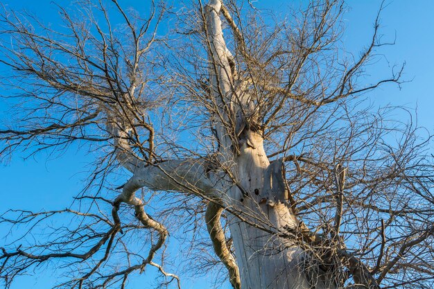 Ramas de un árbol muerto