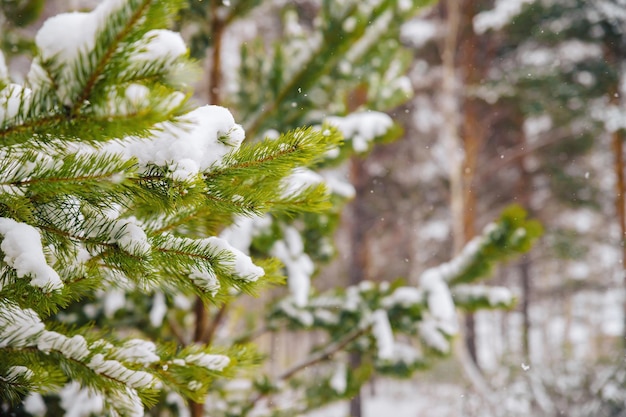 Ramas de un árbol de Navidad cubiertas de nieve. Ramas cubiertas de nieve.