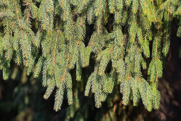 Ramas de un árbol de Navidad en el fondo de los rayos del sol