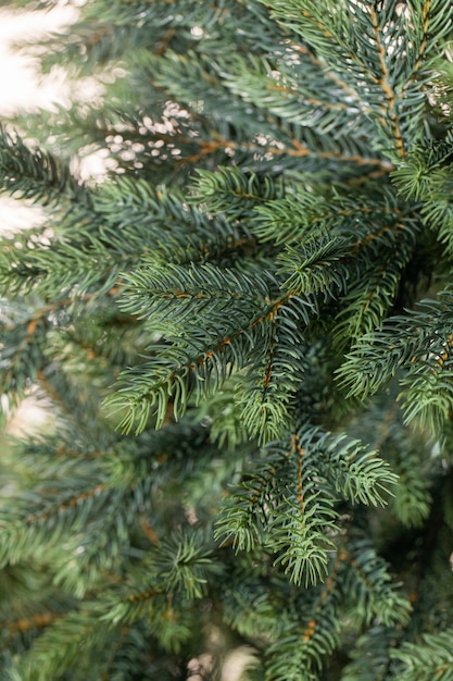 ramas de un árbol de navidad con guirnaldas