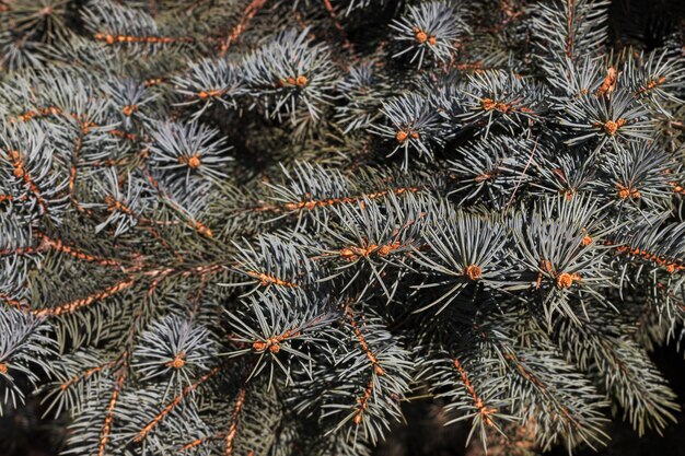 Ramas de un árbol de Navidad verde con un fondo plano de manivela