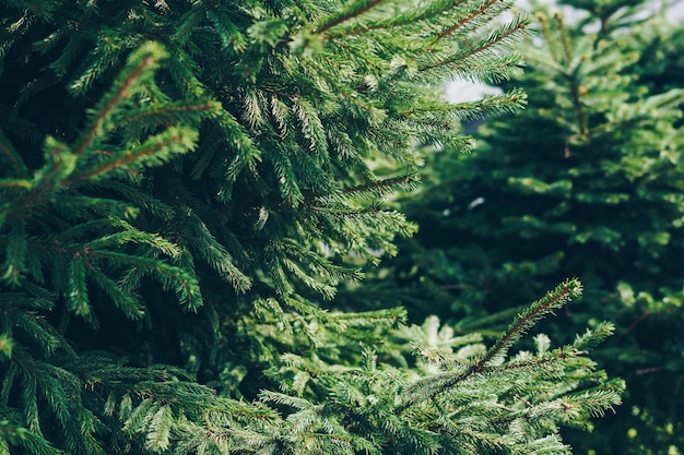 Ramas de un árbol de Navidad verde.