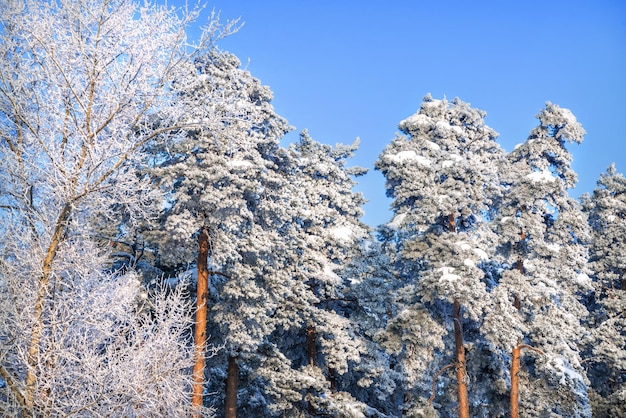Ramas de un árbol en nieve blanca helada en la región de Moscú en una tarde soleada de invierno
