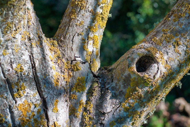 Ramas de un árbol de nuez