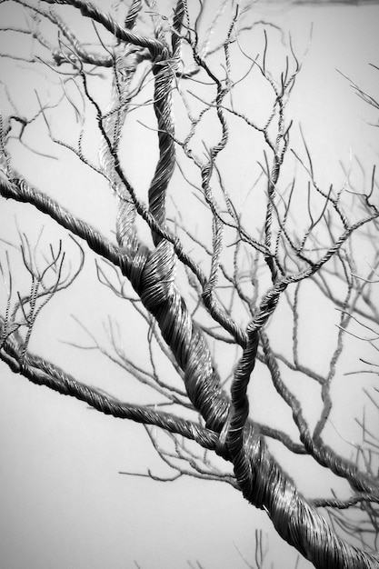 Ramas de árbol de plata retorcidas