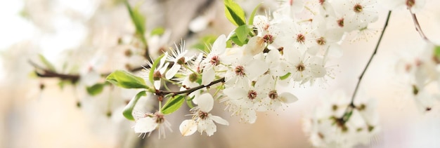 Ramas de un árbol que florece con flores blancas primer plano Flores blancas de primavera en las ramas de los árboles