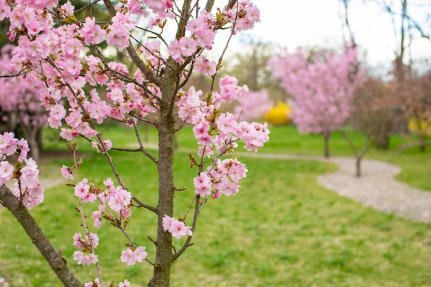 ramas del árbol de sakura en flor en el parque nubes esponjosas en el cielo