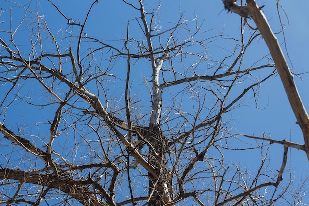 Ramas de un árbol seco en el cielo azul