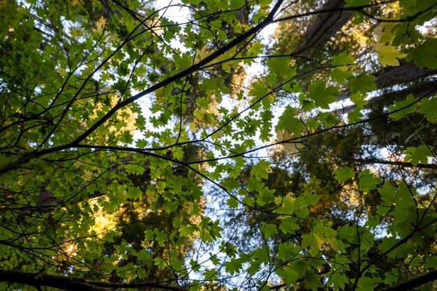 Ramas de un árbol con todas sus hojas verdes vistas desde abajo Parte del cielo celestial se puede ver detrás