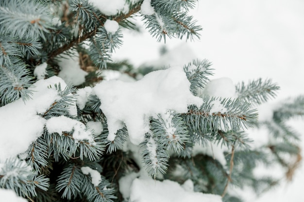 Ramas de un árbol verde en la nieve afuera. Rama de abeto congelado